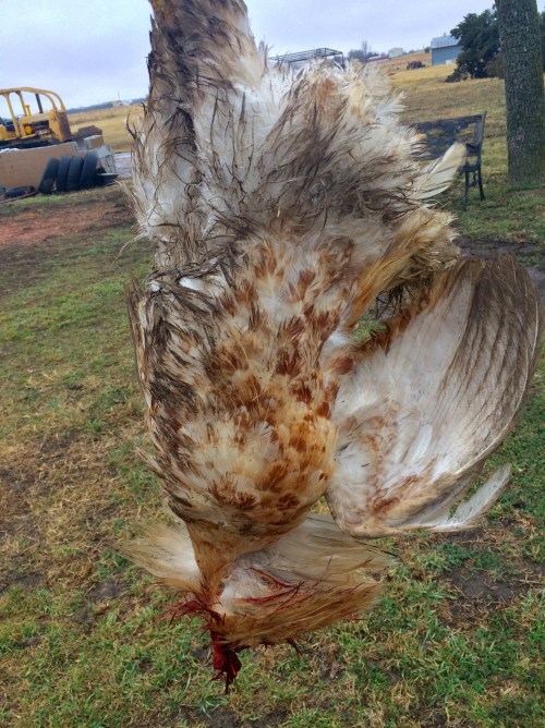 deadchicken.jpg
